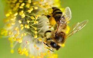 alimentos para abejas - polen