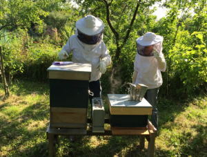 asesoramiento a apicultores - campo